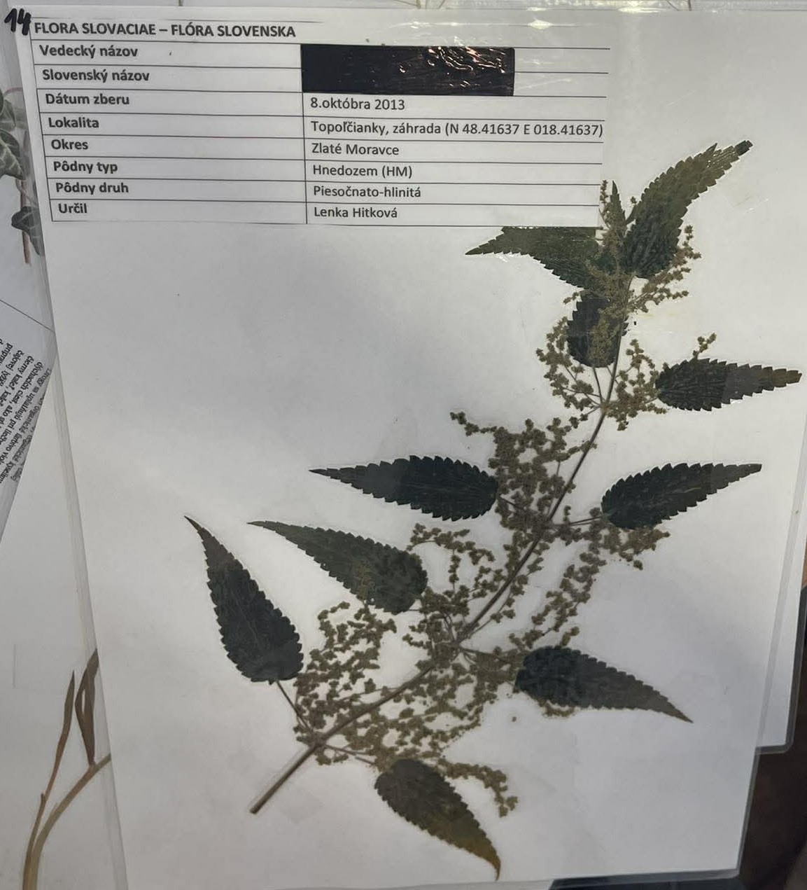 Rastlina Urtica dioica